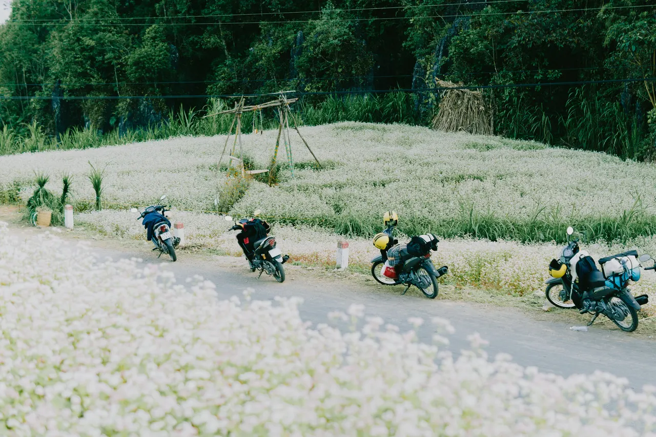 Motorcycles beside a buckwheat field, Ha Giang