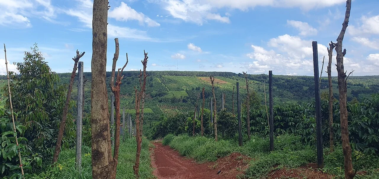 Coffee country, Gia Lai